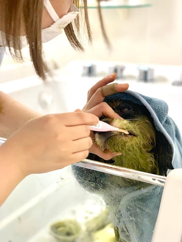 Dog Salon 日本橋倶楽部の写真3