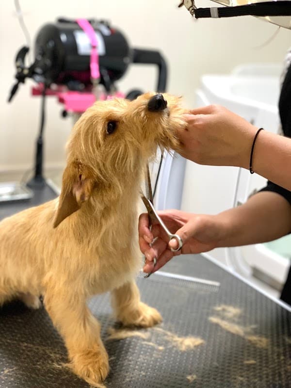 Dog Salon 日本橋倶楽部の写真4