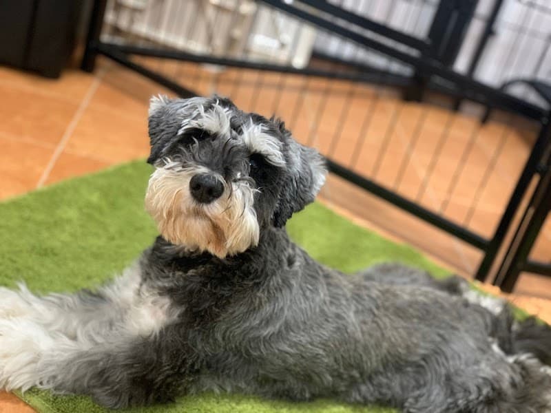 Dog Salon 日本橋倶楽部の写真5