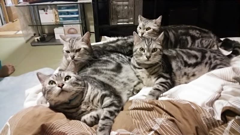 とらのすけ動物病院の写真