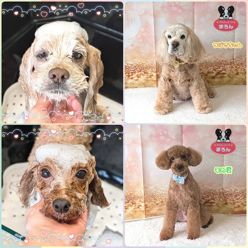 犬のさんぱつやまろん(Maron)の写真