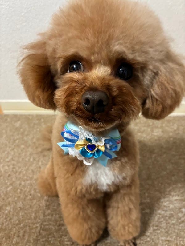 DOGsalon・angeの写真1