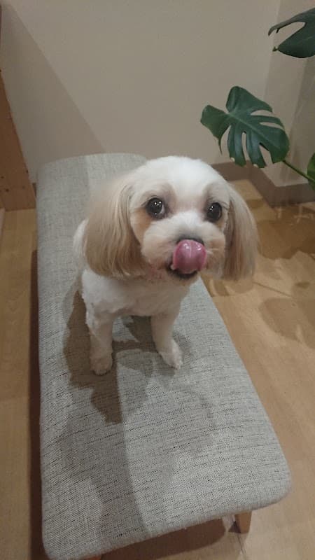 DOGsalon・angeの写真4