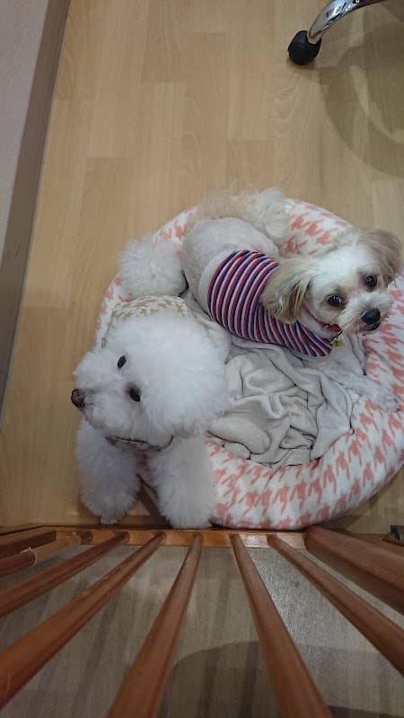 DOGsalon・angeの写真5