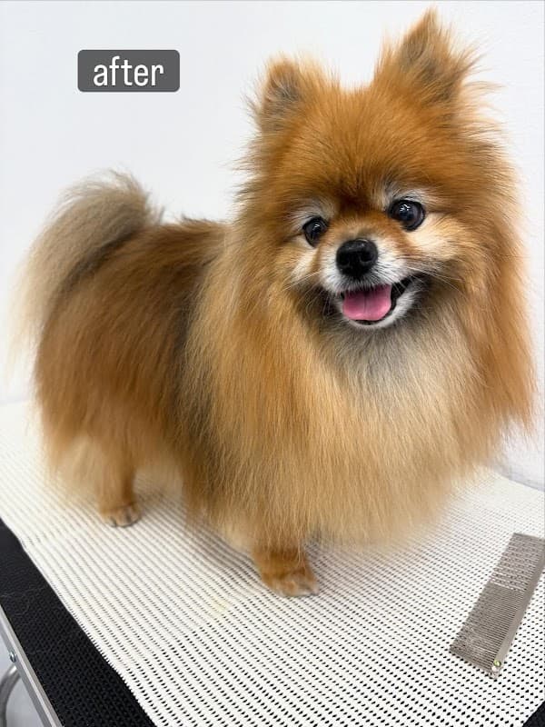 DOG LIFE SALON Welinaの写真3