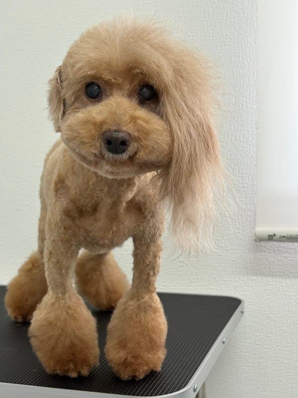 DOG LIFE SALON Welinaの写真4