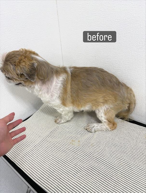 DOG LIFE SALON Welinaの写真5