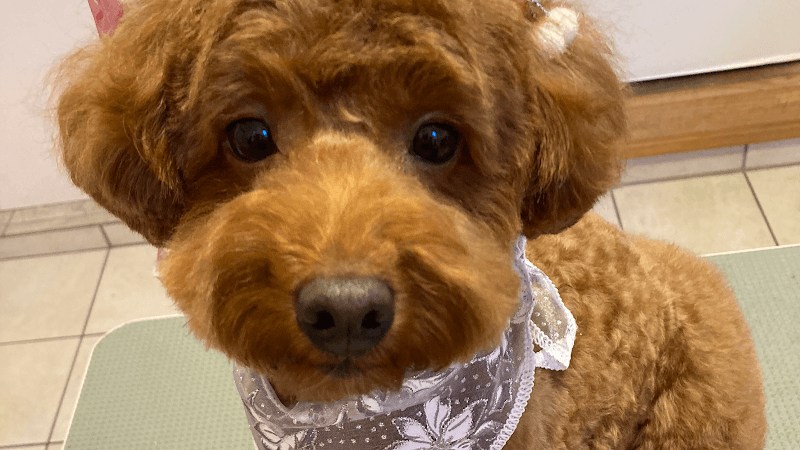 犬の美容室さとう(小型犬のプライベートサロン)の写真