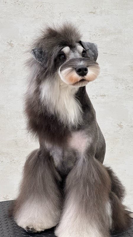 Dog salon en_ululu(ドッグサロン エンウルル)の写真