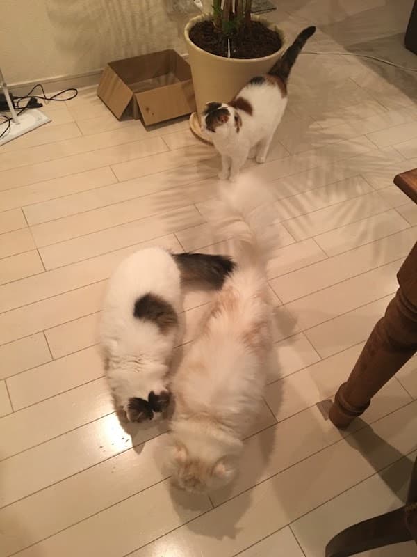 LOVE PETの写真