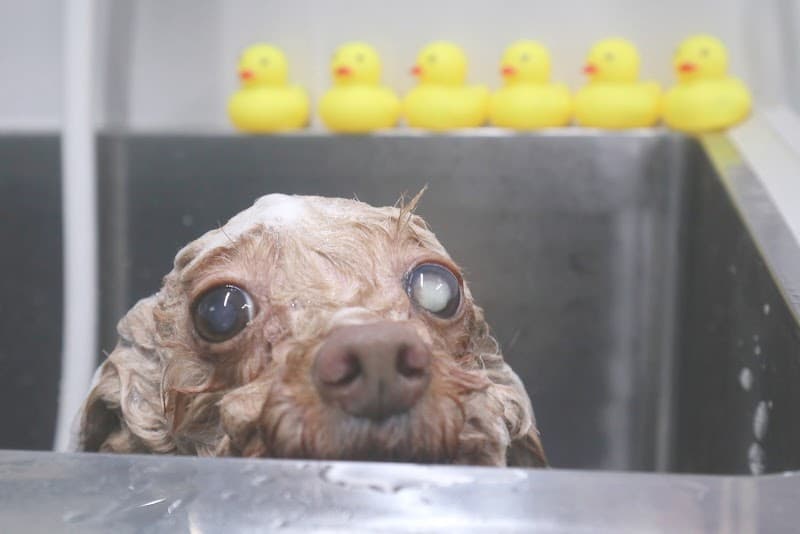 トリミングサロン ムチムチの写真1