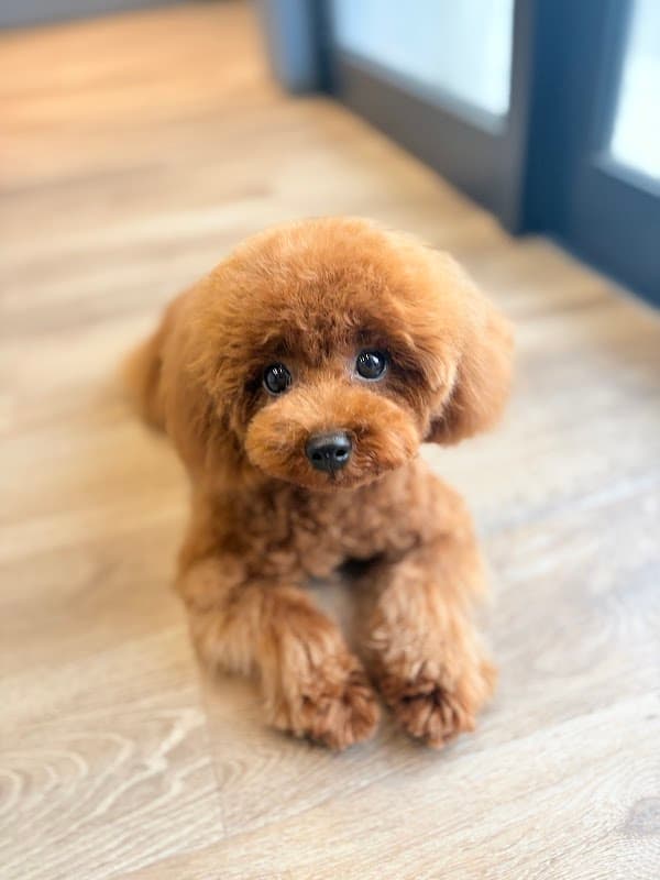 Pet Salon adelの写真