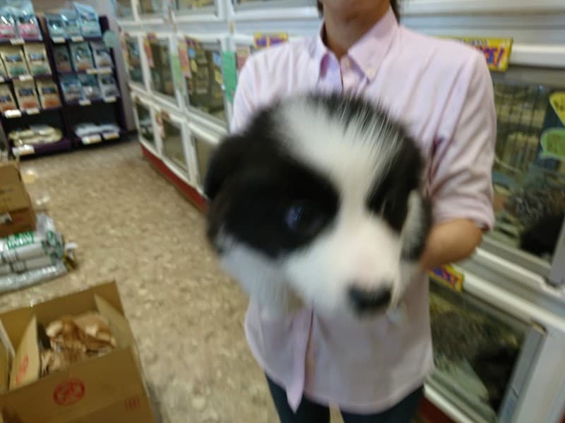 ペットフォレスト 新潟店の写真