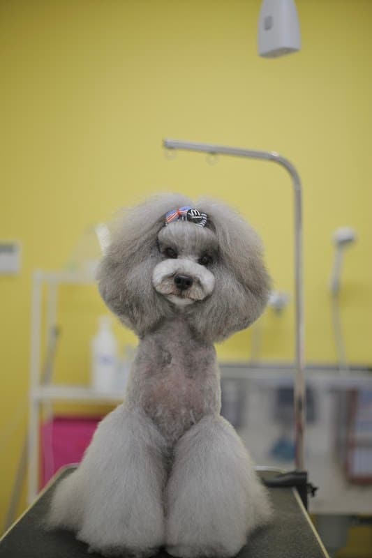 Dogsalon Bubbles(ドッグサロン バブルス)の写真1