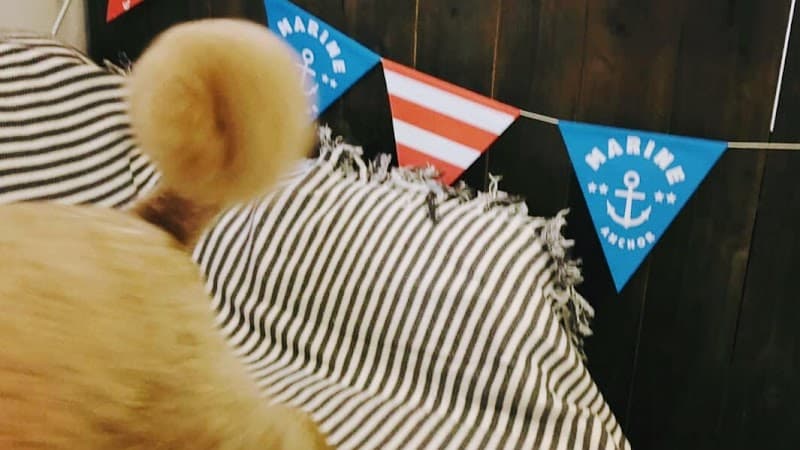 ドッグサロン saiwaiの写真