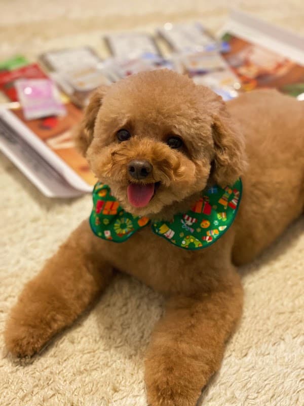 dog salon wanの写真