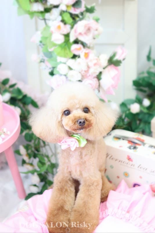DOG SALON Riskyの写真