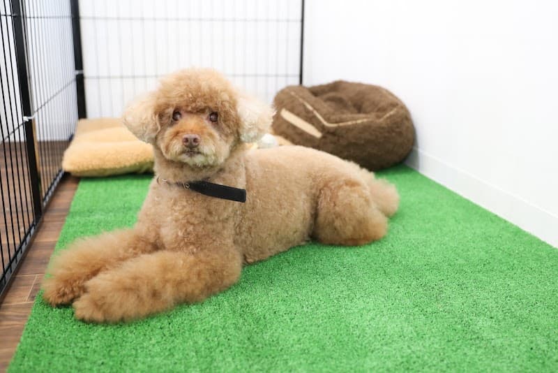 DOG SALON LAND.【ドッグサロンランドット】の店内・トリミングの様子(2枚目)