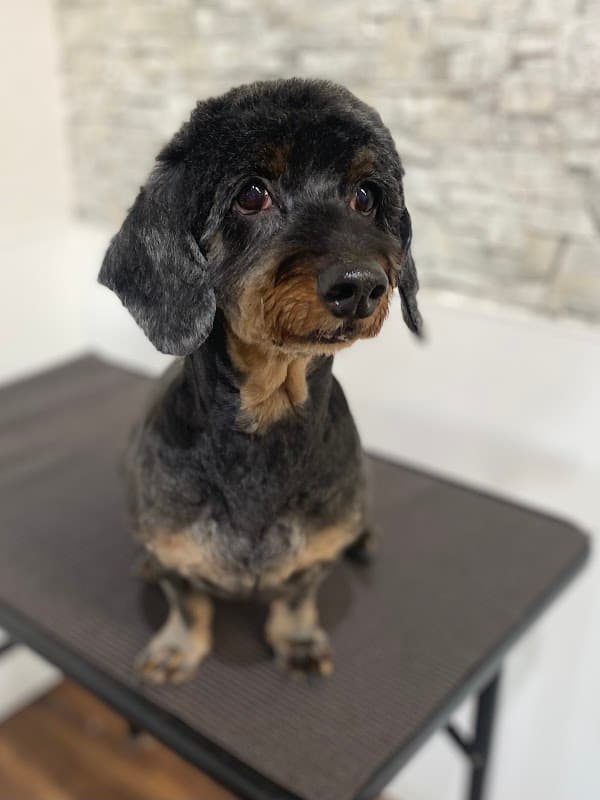 DOG SALON LAND.【ドッグサロンランドット】の写真4