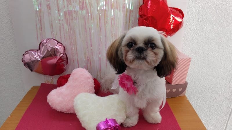 dog salon petitの写真
