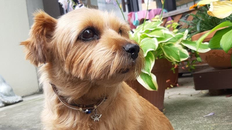 愛犬美容室ねたろうの写真