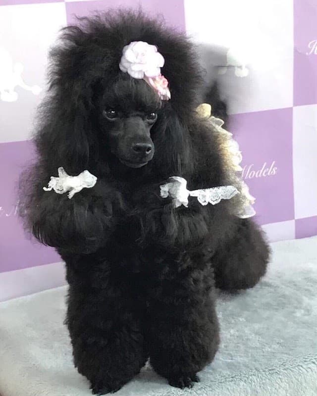 リトル・モンスターの写真