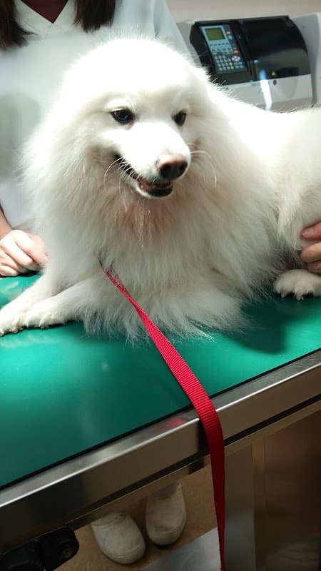 おか動物病院の写真