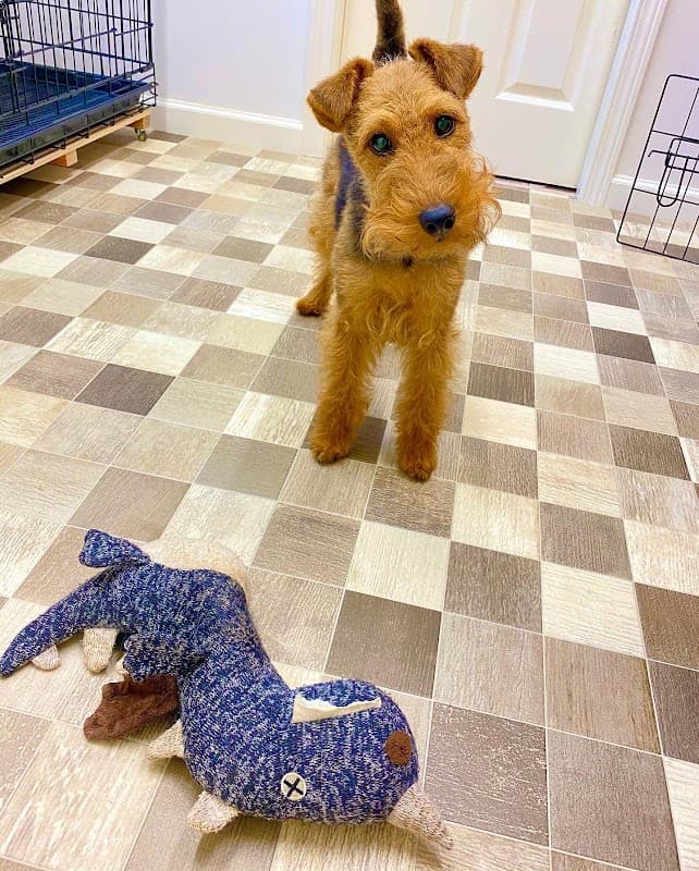 Terrier’s Tailの写真
