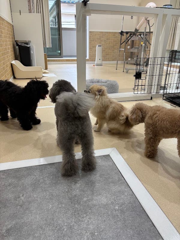dog salon Silver Lineの写真