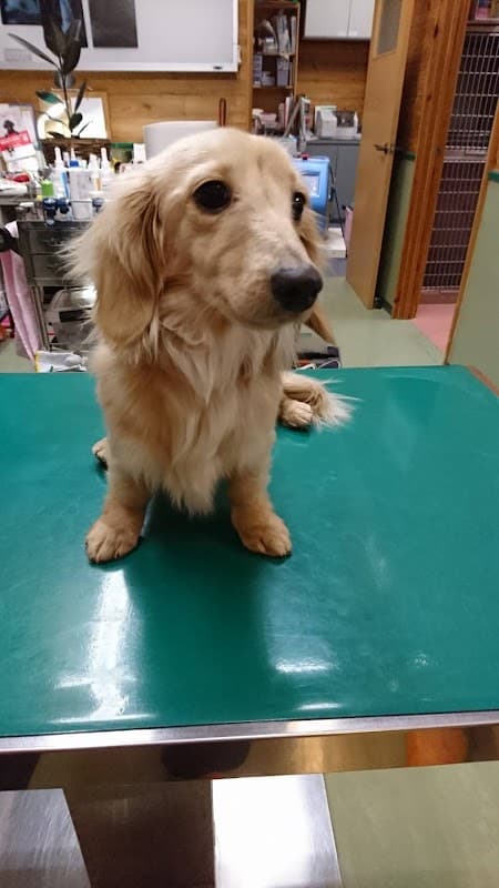 三郷どうぶつ病院の写真