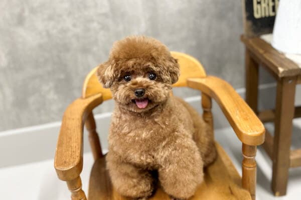 dog salon KIKKAの写真