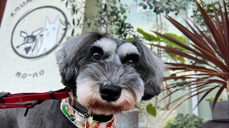 犬の幼稚園/ペットホテル mo-no(モーノ)の写真1