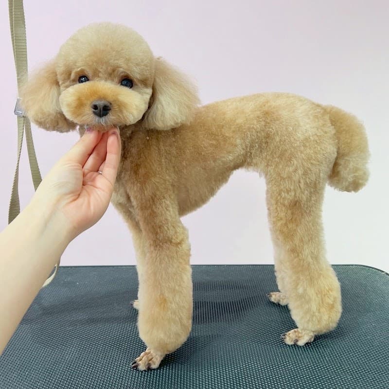 犬の総合施設BLISS total dog salon福島本店の写真