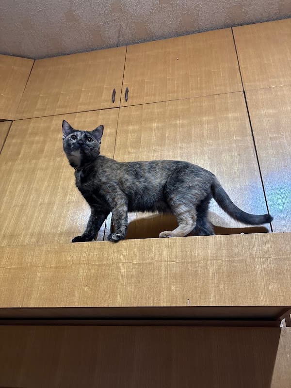 岸田動物病院の写真