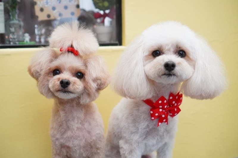 犬の美容室メリィ・プーの写真