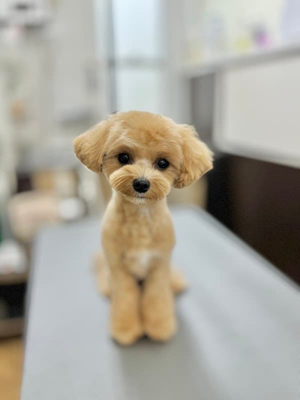 トリミングサロンドッグハートの写真