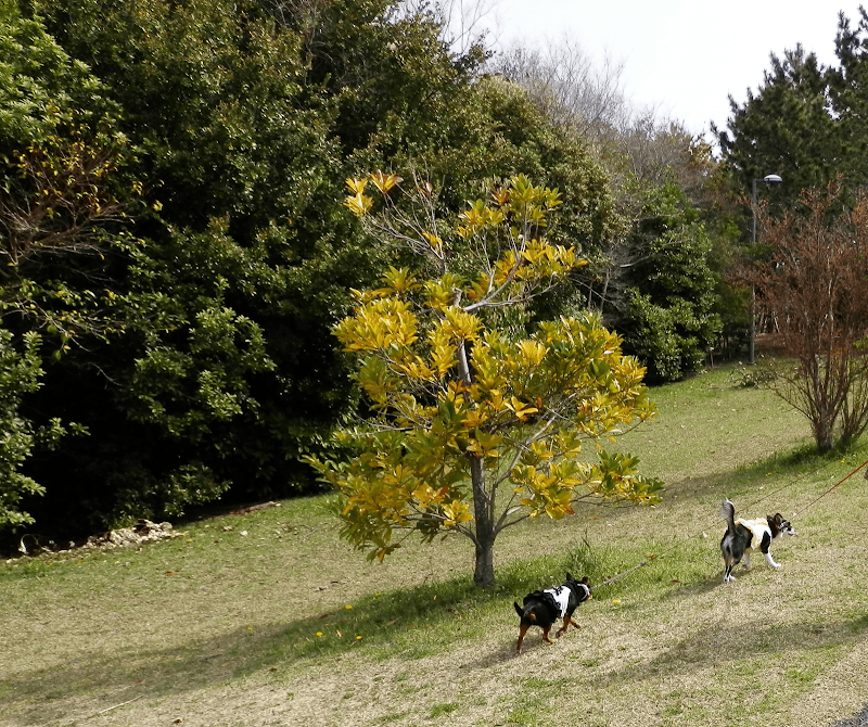 dog step house ドッグステップハウスの写真
