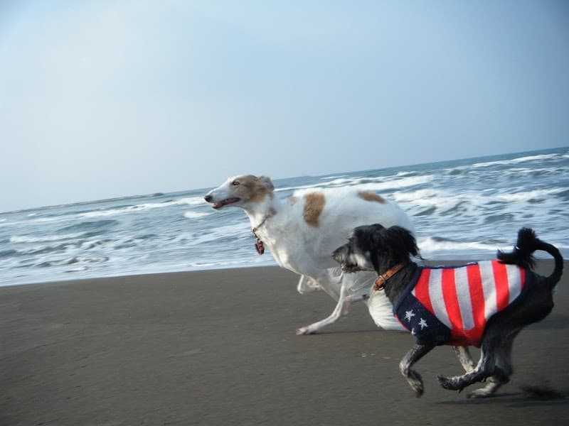 1/2 Hounds(札幌市/ペットホテル・犬の幼稚園・トリミング)の写真