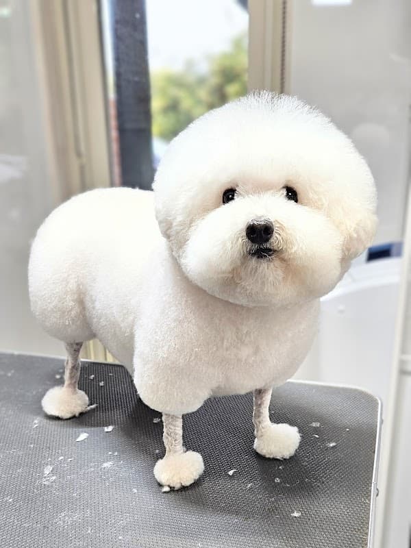 Dog Salon BABYの写真