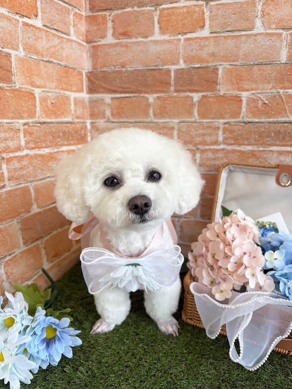 dogsalon moaの写真