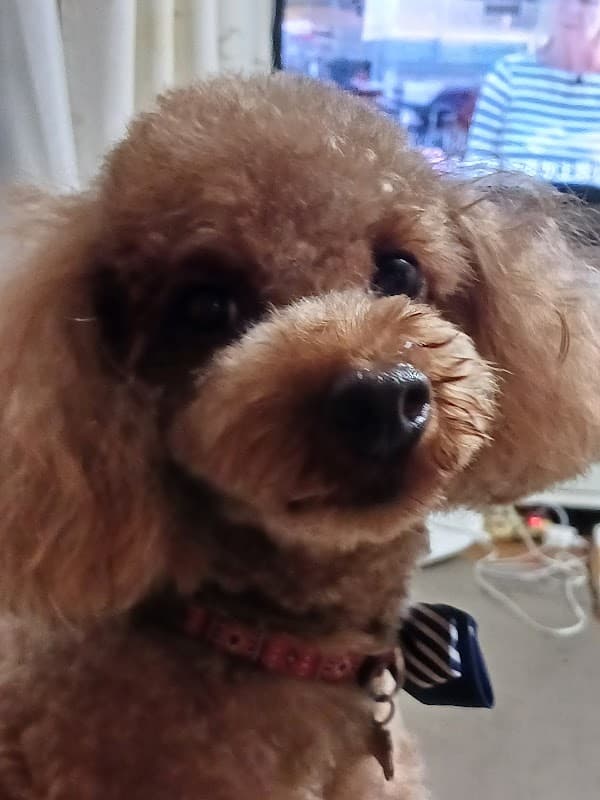 Dog Salon Petitの写真2