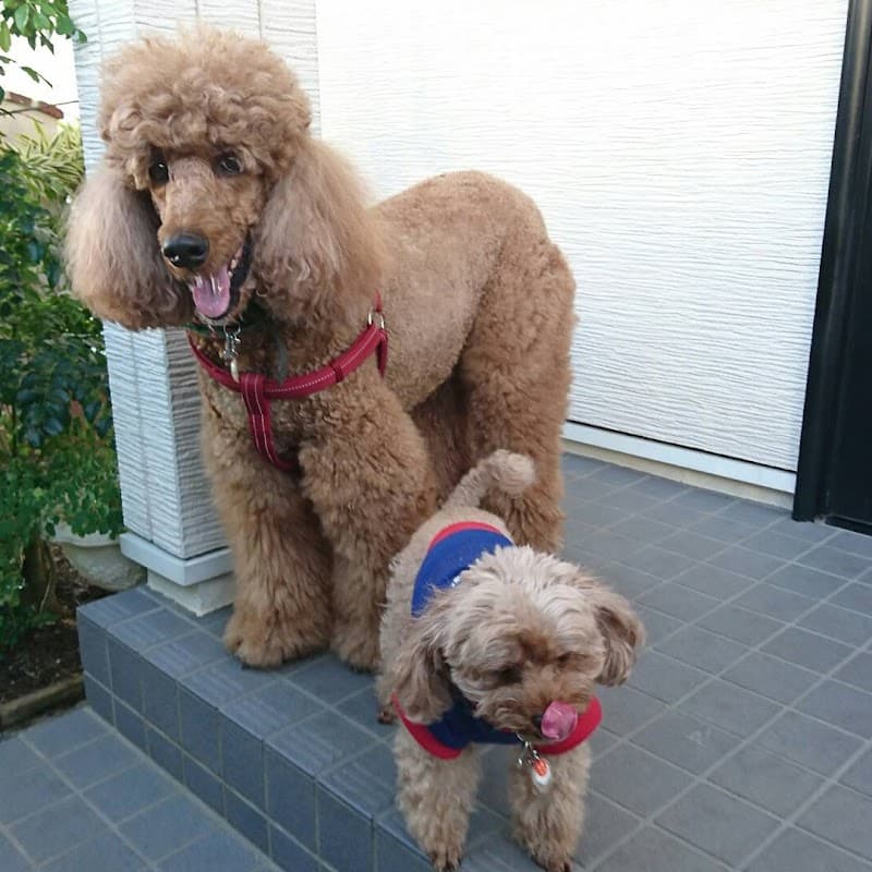 Dog Salon Petitの写真5