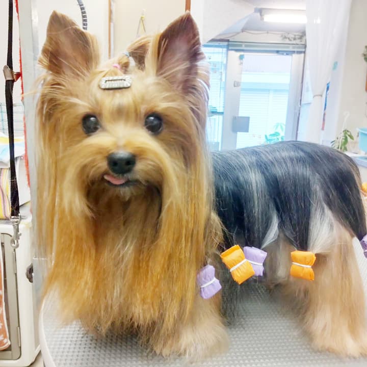 ドッグサロン アヤの写真4
