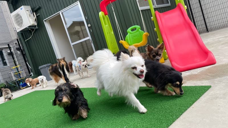 【MUKU: ムク】ペットホテル&犬のようちえんの写真