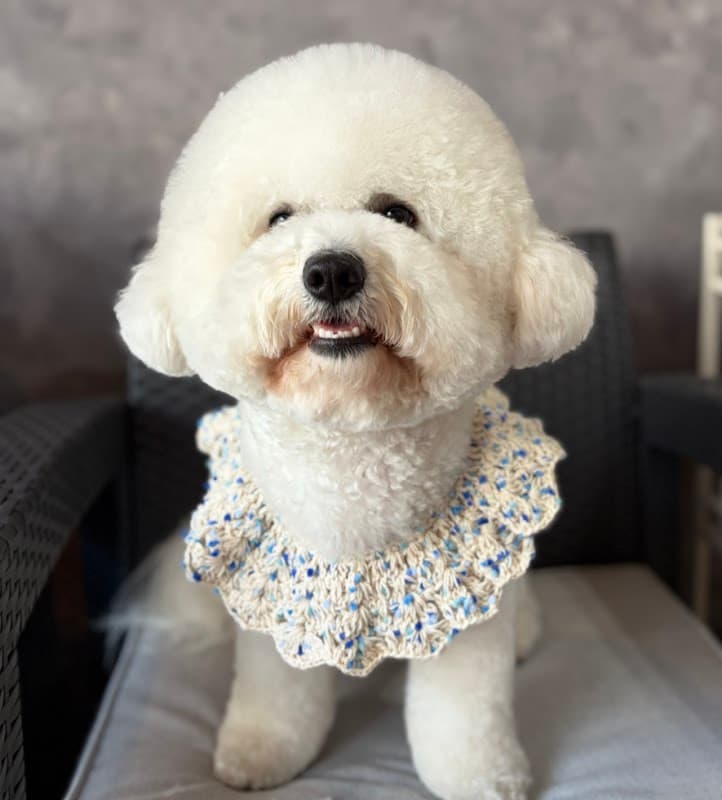 sniff-sniff groomingsalonの写真