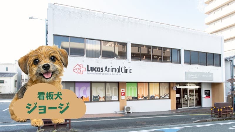 Lucas Animal Clinic(ルーカスアニマルクリニック)の写真