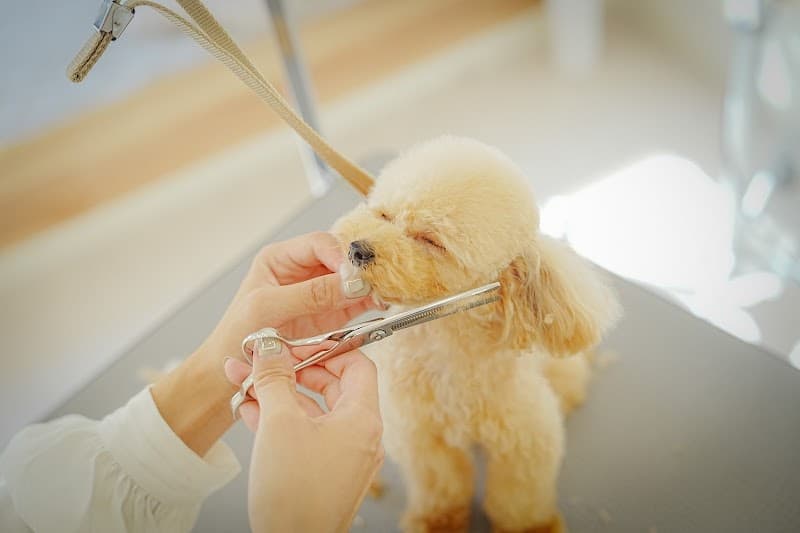 Dog salon aco.の写真