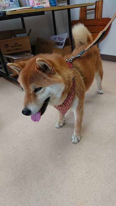 吉岡犬・猫クリニックの写真