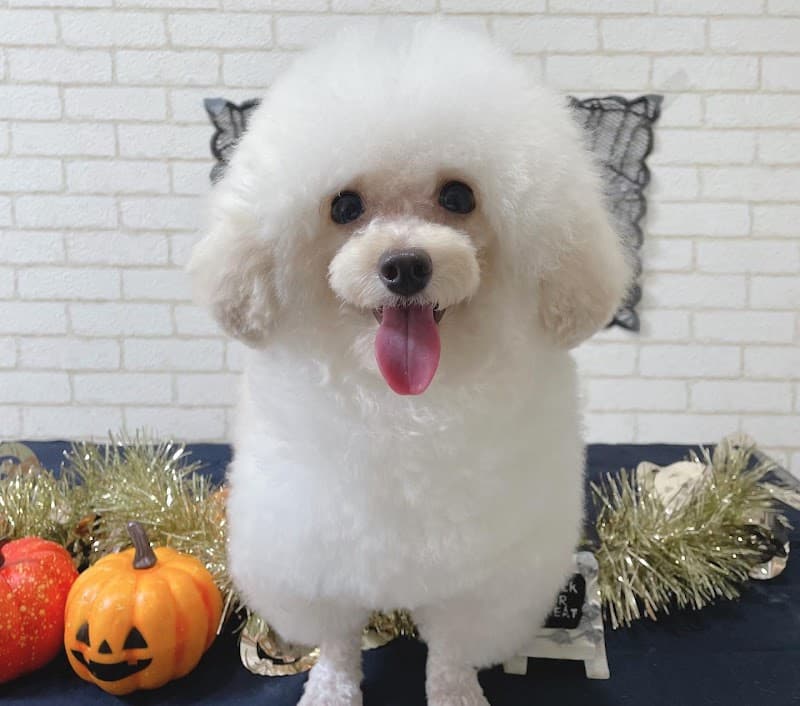 pet salon monaの写真