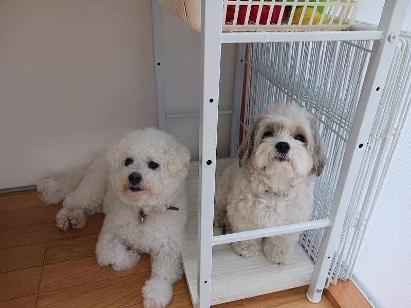 Dog Salon Shatzi(シャッツィ)の写真